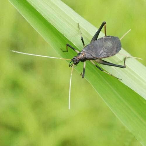 Amazon.co.jp: (Insects) Suzumushi, Adult Insect (5 Males + 2